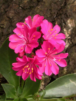 Lewisia_cotyledon_Hybr..jpg