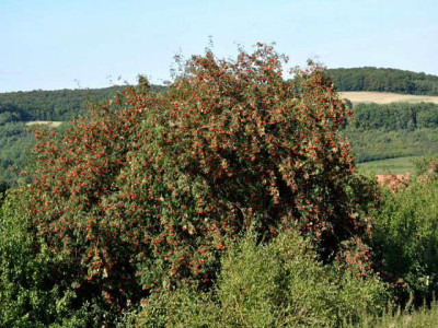 comp_k-Eberesche_001B.jpg