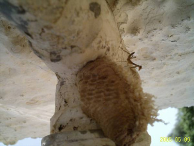 mantis-nachwuchs01.jpg