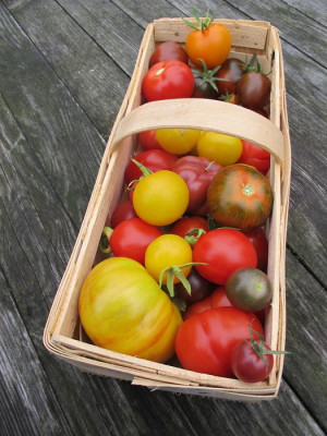 Tomaten_august_1636.jpg
