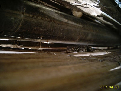 gecko-versteckt01.jpg
