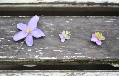 Thalictrum-Blu776tenvergleich.jpg