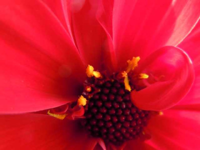 05.08.11_Bluten_im_Hochsommer_054.JPG