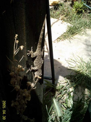 gecko-pfosten01.jpg