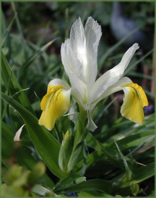 Iris_bucharica.JPG