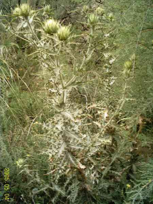 carthamus-arborescens01.jpg