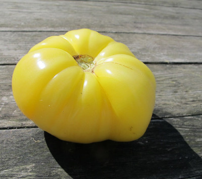 yellow_amish_frucht.jpg