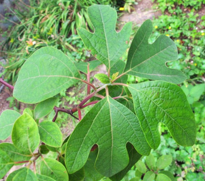 sassafras_blaetter.jpg