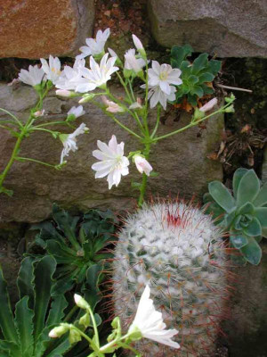 Lewisia_cotyledon_Weiss_Hybr1.jpg