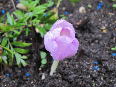 Colchicum_August__11.jpg