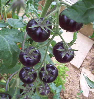 Aug_027_Blueberry.jpg
