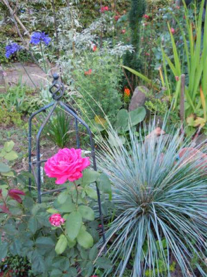 05.08.11_Bluten_im_Hochsommer_013.JPG