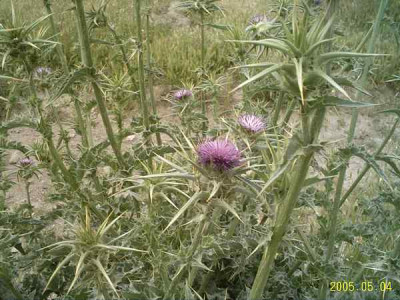 centaurea-calcitrapa03.jpg