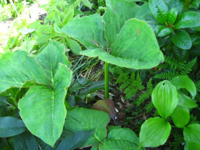 Arisaema__1.jpg