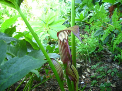 Arisaema_001.jpg