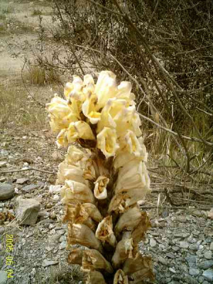 cistanche-phelypaea01.jpg
