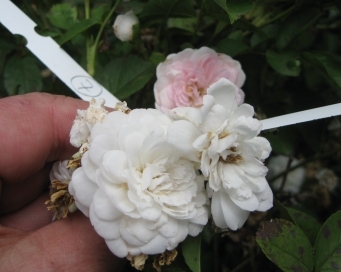 Rose_7_klein_IMG_3056.jpg