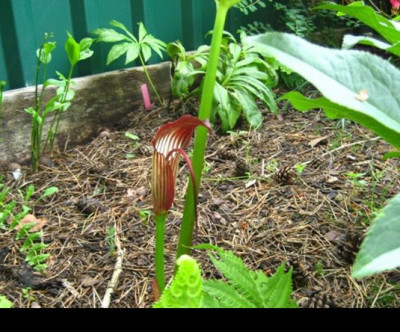 Arisaema_002.jpg