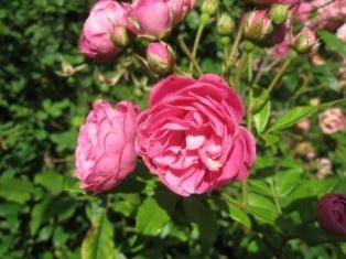 Rose_9__kleinIMG_3059.jpg