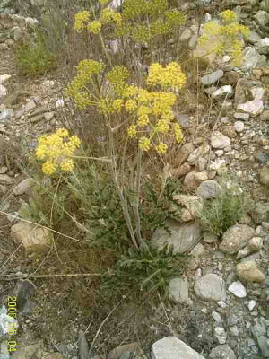 ferula-communis01.jpg