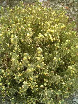 ginsteraehnlich01.jpg
