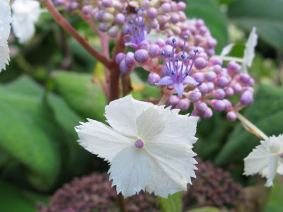 Hydrangea_aspera_Kawakamii_Detail_800x600.jpg
