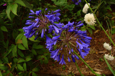 agapanthus_yves-klein_herrenkaemper-gaerten2011.jpg