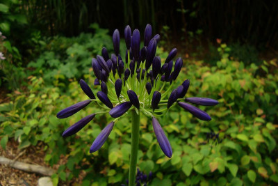 agapanthus_cf_donbaerste_donkerste-van-allen_herrenkaemper-gaerten2011.jpg