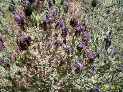 lavendula01.jpg