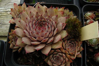 sempervivum_grey-lady_herrenkamper-gaerten2011.jpg