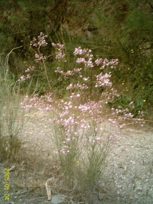 limonium-tabernense01.jpg