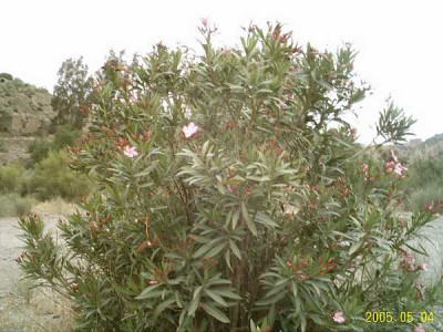 oleander01.jpg