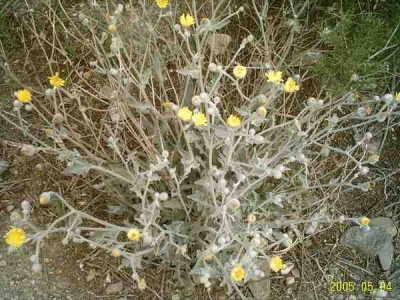 silber-gelb01.jpg
