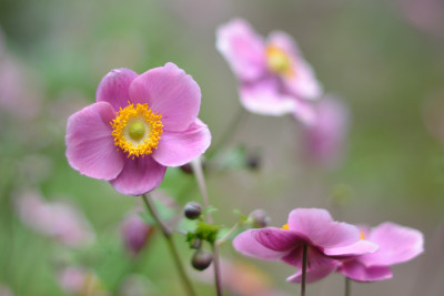 Anemonen-Aug0811.jpg