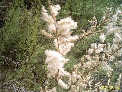 tamarix02.jpg