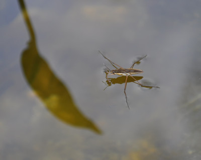 Wasserlaeufer_0011__9331.jpg
