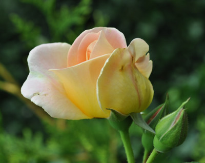 Dr._Eckener_0011__9198.jpg