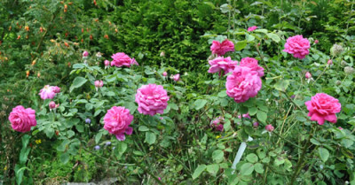 Urdh_0011__9265.jpg