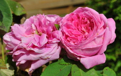Yolande_dAragon_0011__9278.jpg