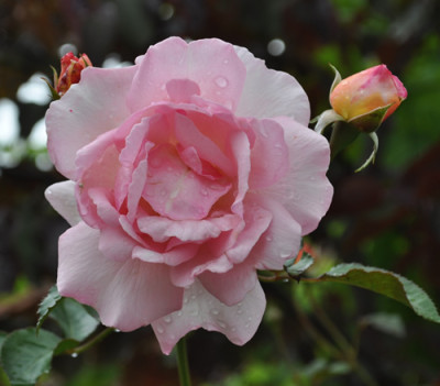 Sorbet_0011__9516.jpg