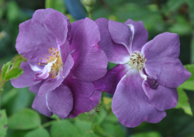 Rhapsody_in_Blue_0011__9188.jpg