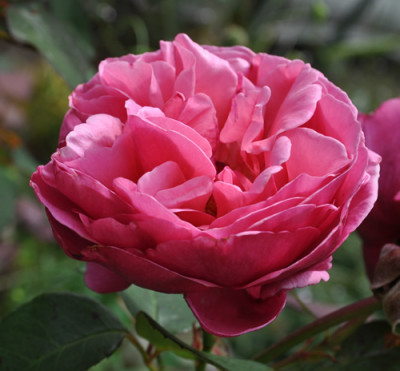 Line_Renaud_0011__9290.jpg