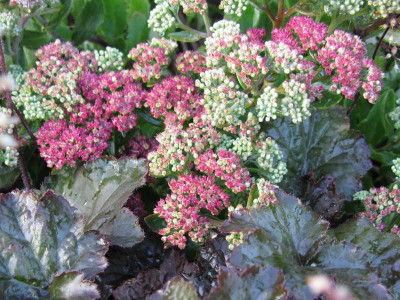 Sedum_Munstead_Red_800x600.jpg