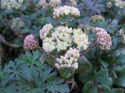 Sedum_Hab_Grey_800x600.jpg