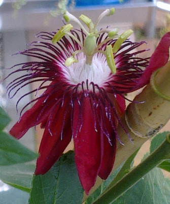 Passiflora_Lady_Margaret_800x800_80KB.jpg