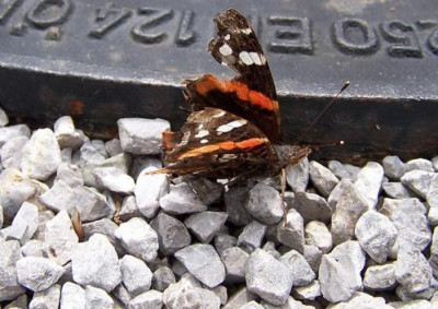 100_2287_499x353.jpg