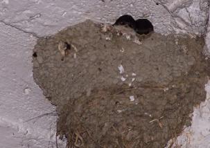 100_1778_303x214.jpg