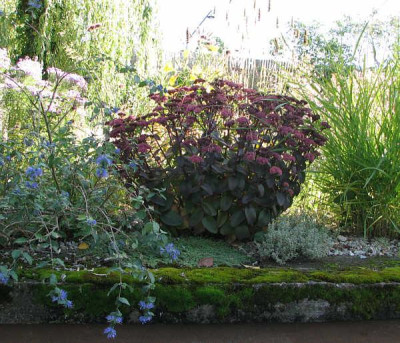 Sedum_purple_emperor_kl_.jpg