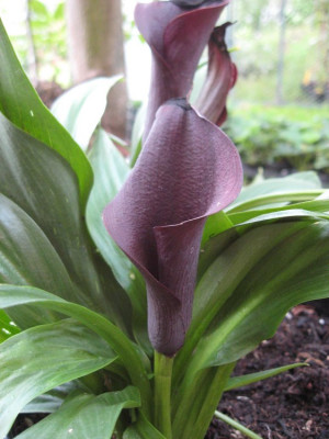 schwarze_calla.jpg