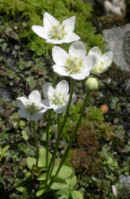 Parnassia_palustris_eig._Garten.jpg